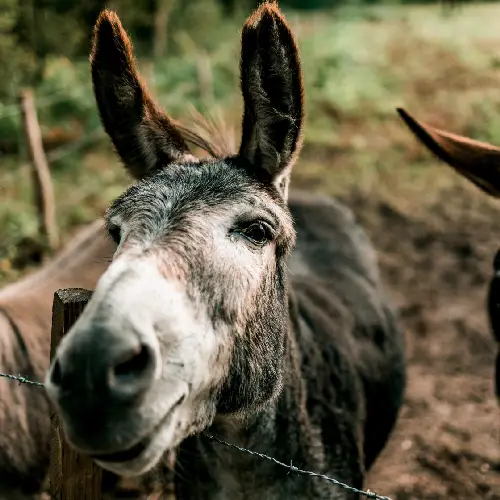 viaje de estudios mallorca-ES BUROTELL
